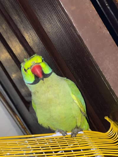 green parrot with neckring