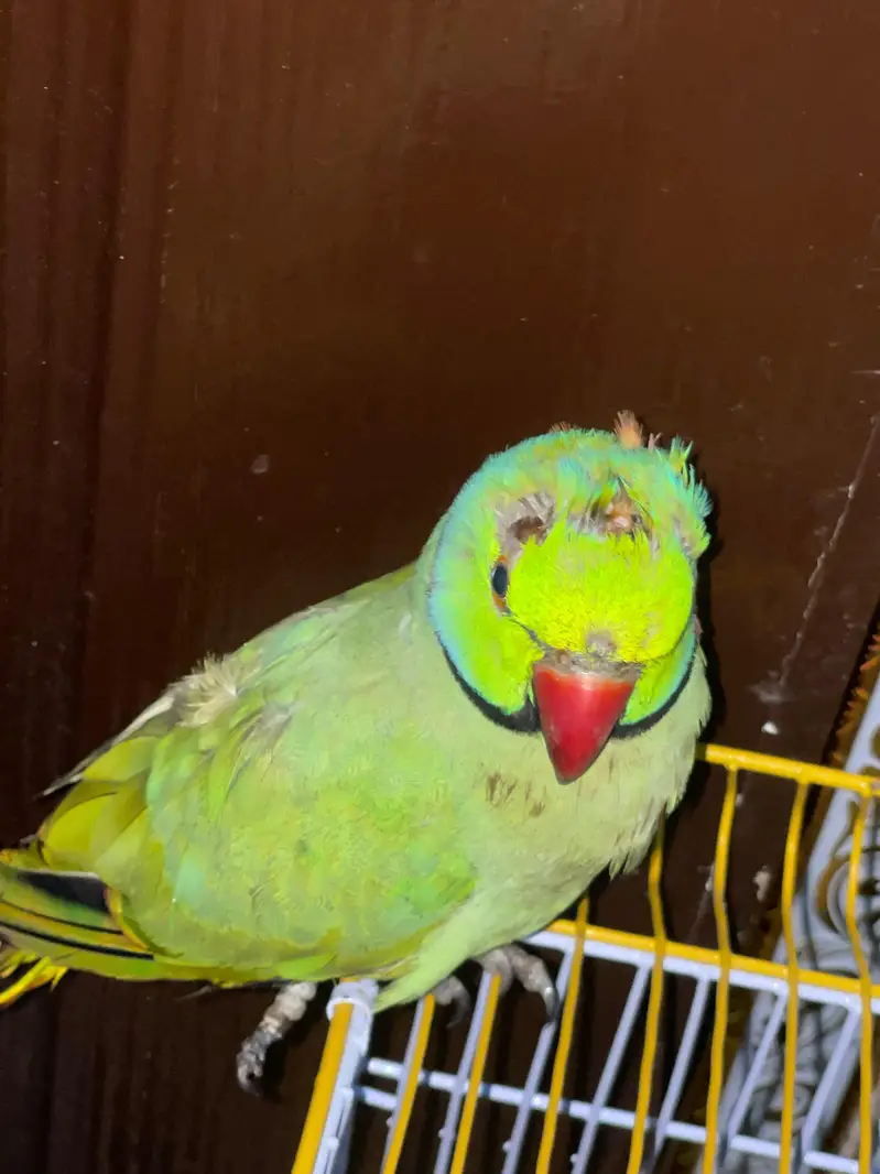 green parrot with neckring — photo 2