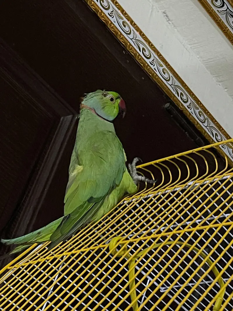 green parrot with neckring — photo 3