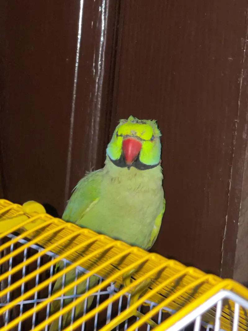 green parrot with neckring — photo 4