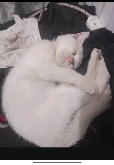 pretty and friendly litter trained cat