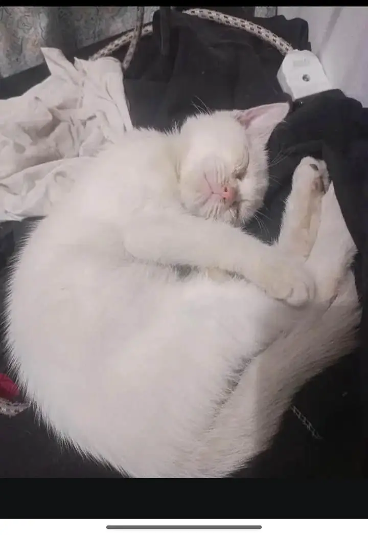 pretty and friendly litter trained cat — photo 2