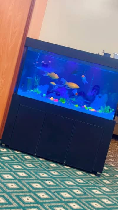 Large Premium Aquarium with Cabinet and LED light - Complete set-up