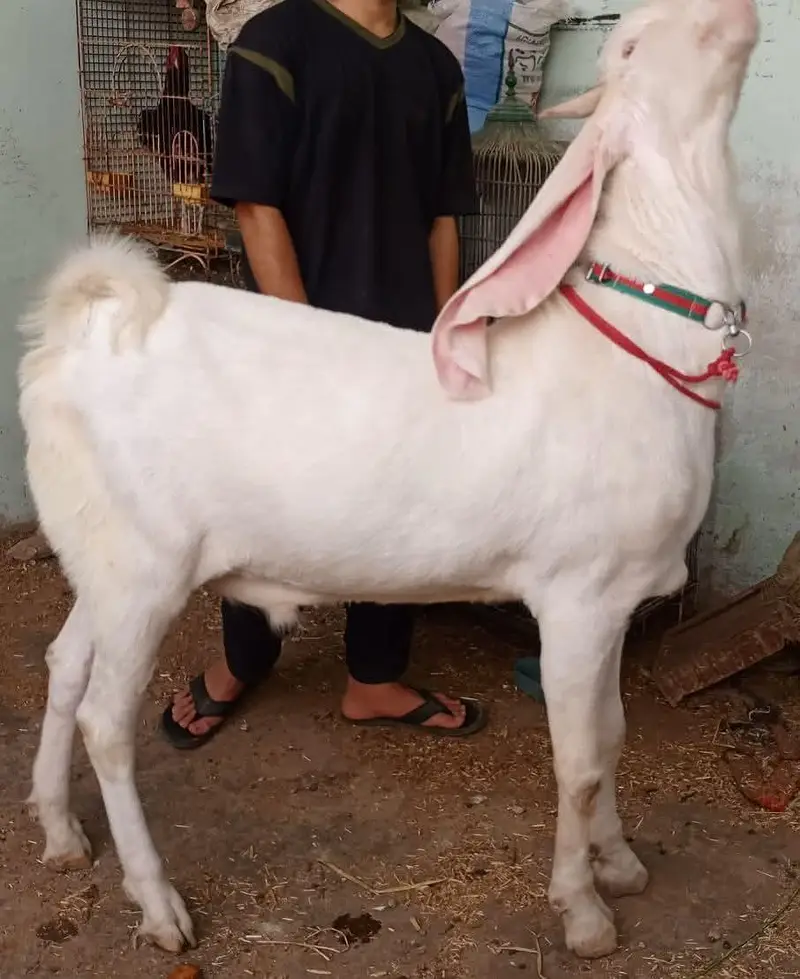 gulabi bAKRA — photo 2