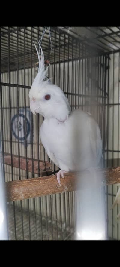 Eno Red Eye Cocktail Breeder Male