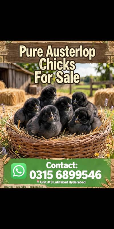 Austerlop chicks   what'saap 03156899546