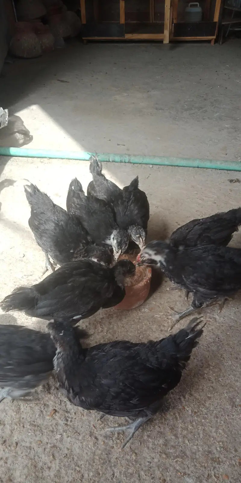 Austerlop chicks   what'saap 03156899546 — photo 2