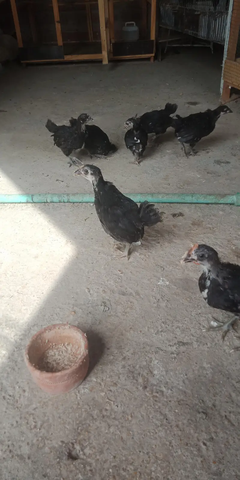 Austerlop chicks   what'saap 03156899546 — photo 3