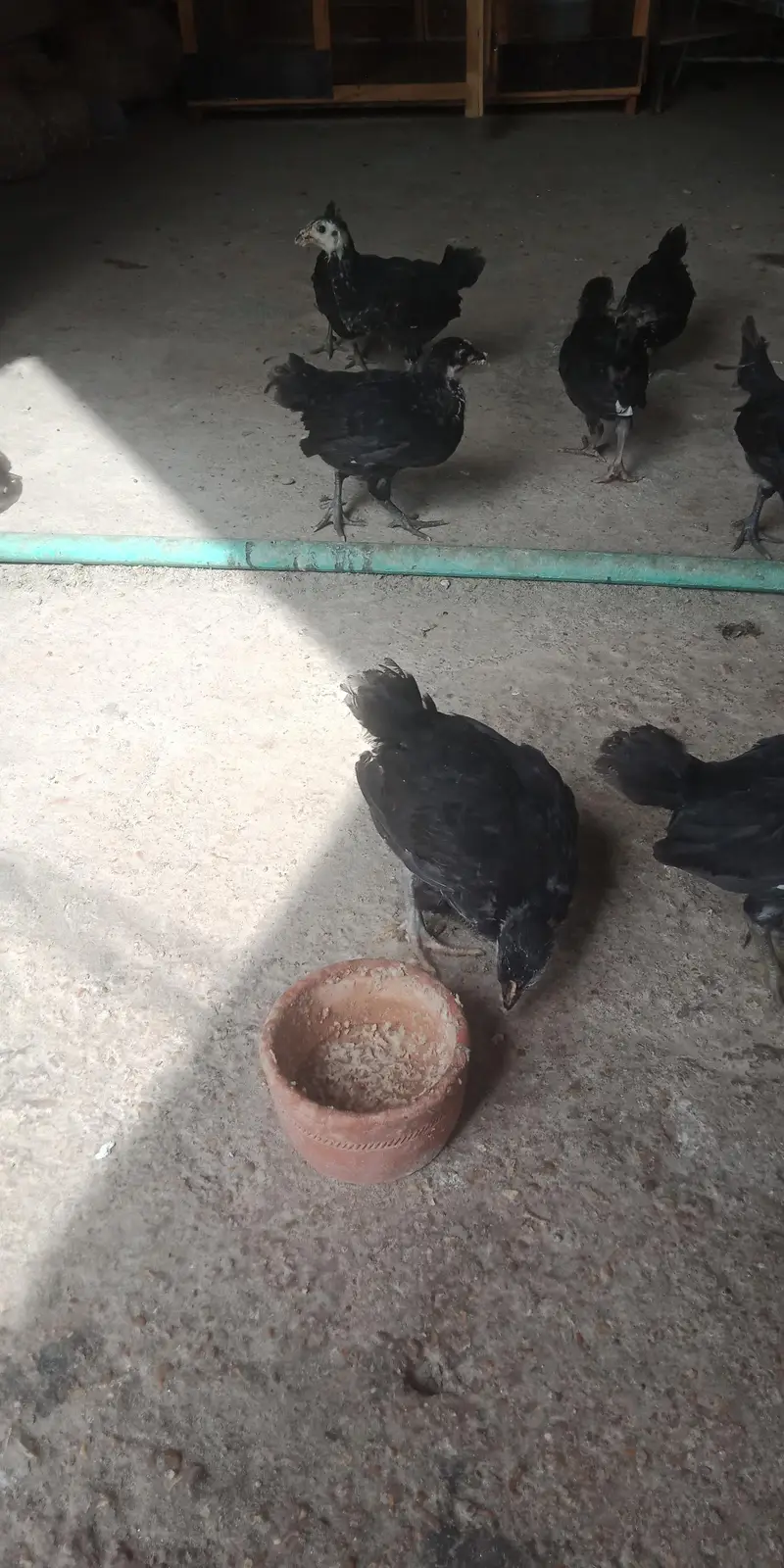 Austerlop chicks   what'saap 03156899546 — photo 4