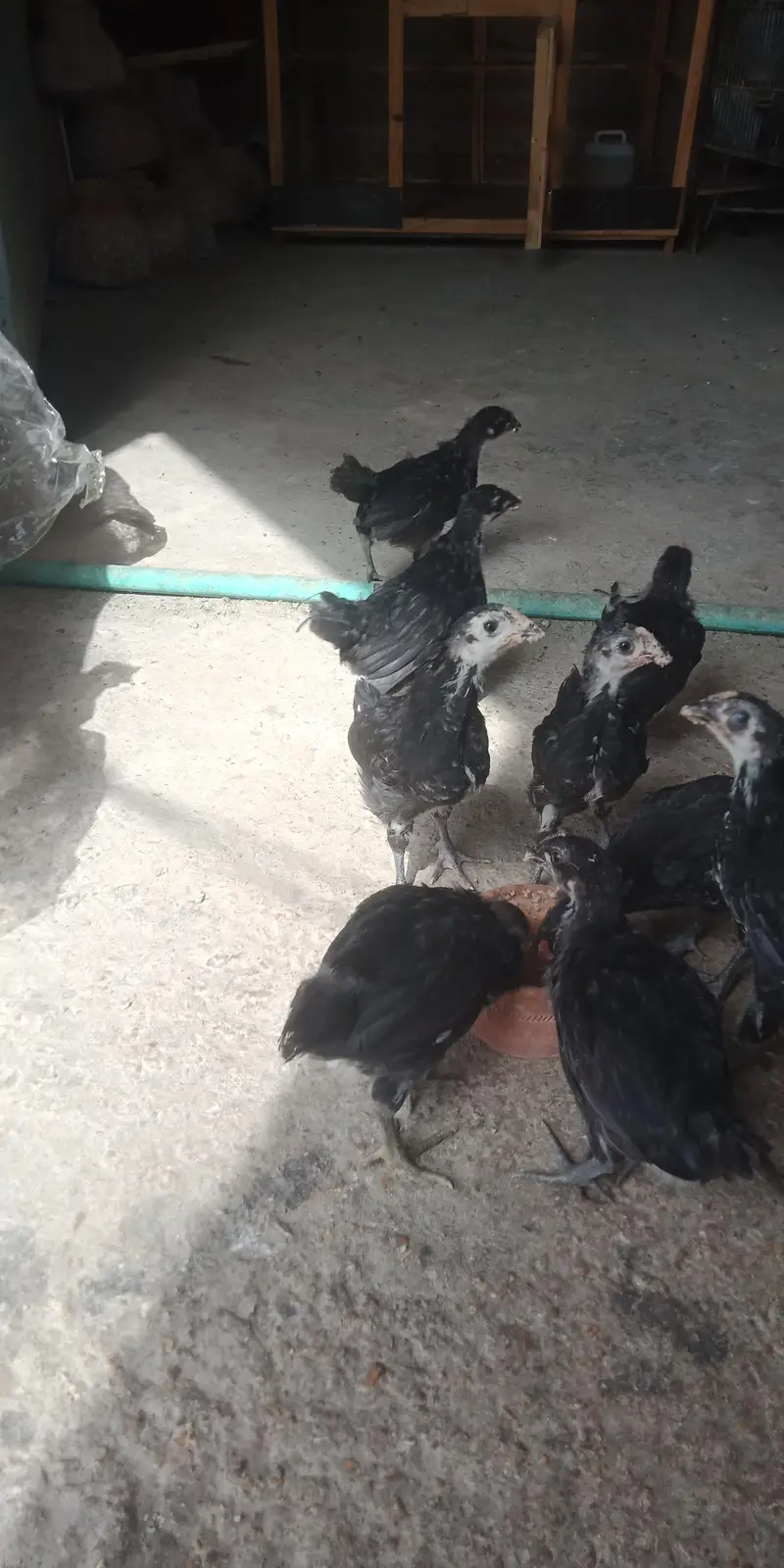 Austerlop chicks   what'saap 03156899546 — photo 5