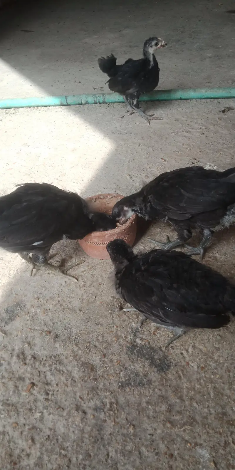Austerlop chicks   what'saap 03156899546 — photo 6