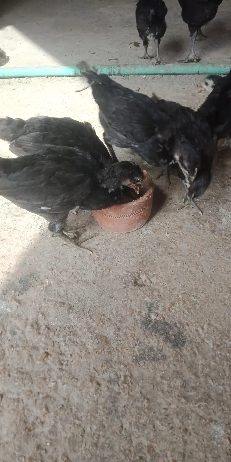 Austerlop chicks   what'saap 03156899546 — photo 7