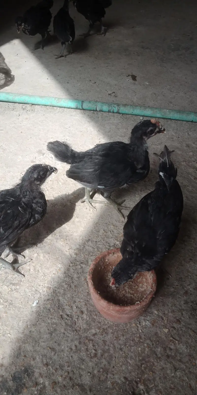 Austerlop chicks   what'saap 03156899546 — photo 8
