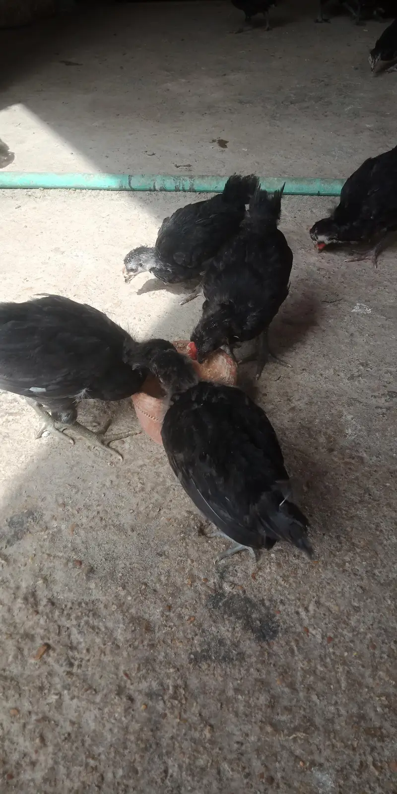 Austerlop chicks   what'saap 03156899546 — photo 9