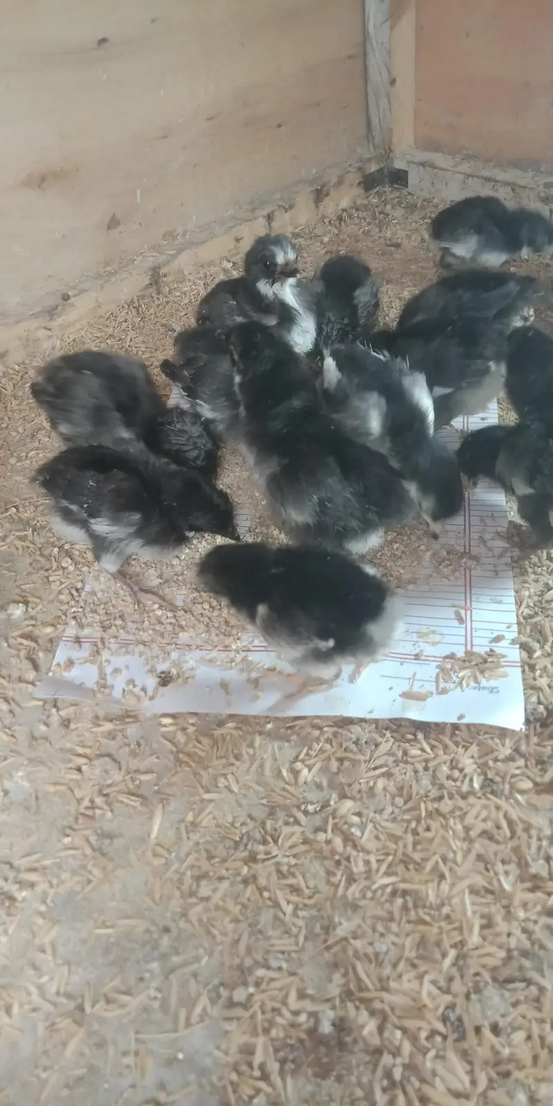 Austerlop chicks   what'saap 03156899546 — photo 10