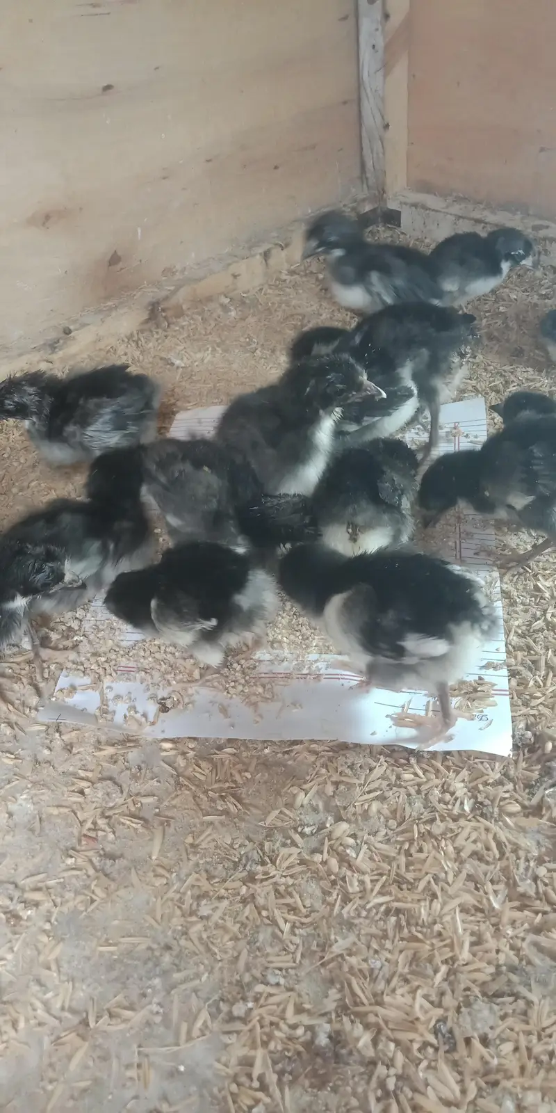 Austerlop chicks   what'saap 03156899546 — photo 11