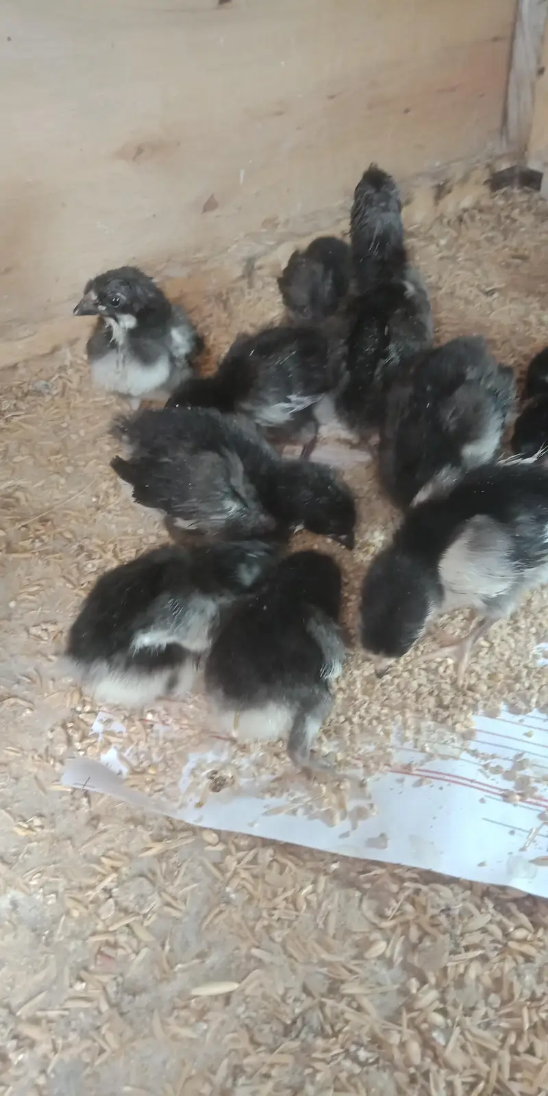 Austerlop chicks   what'saap 03156899546 — photo 12