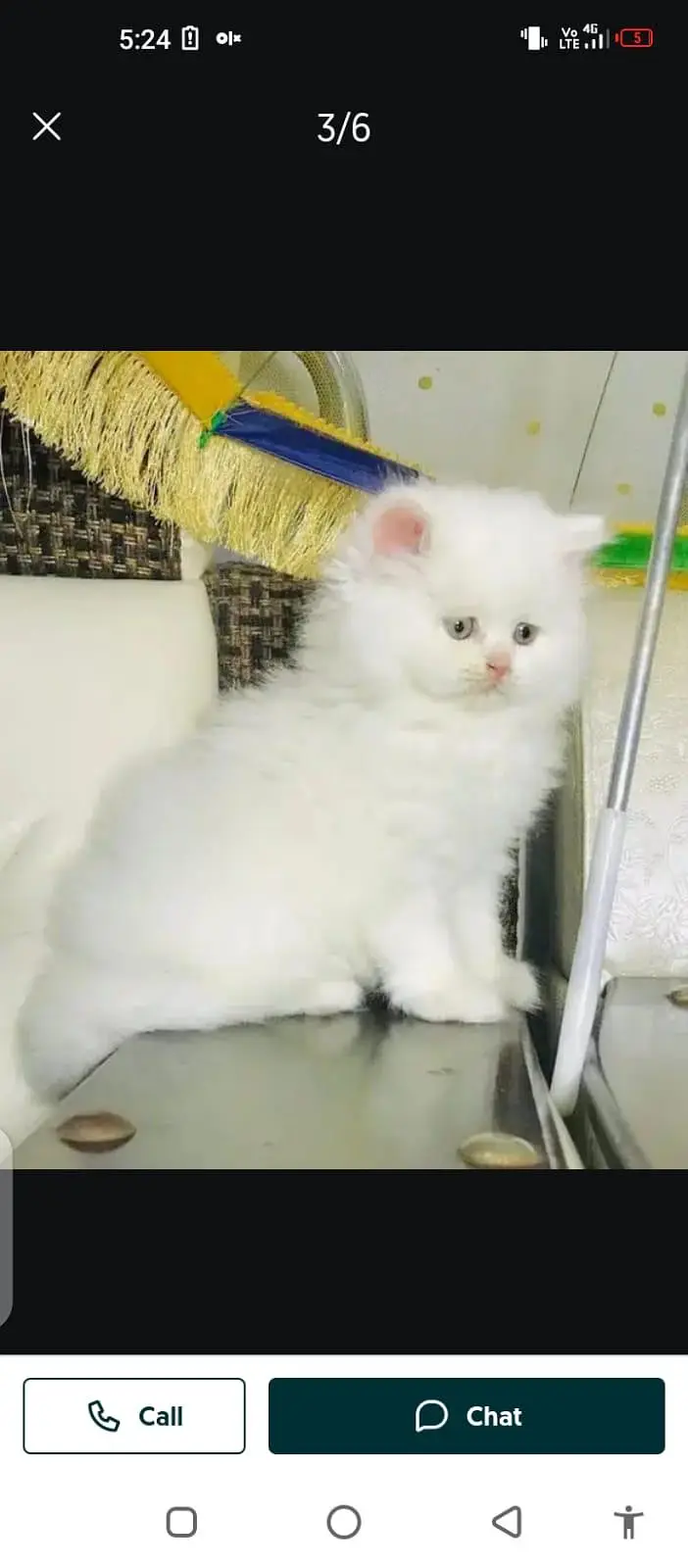 Persian cat for sale male or female my WhatsApp number33=45/3=14=8/9/6 — photo 2