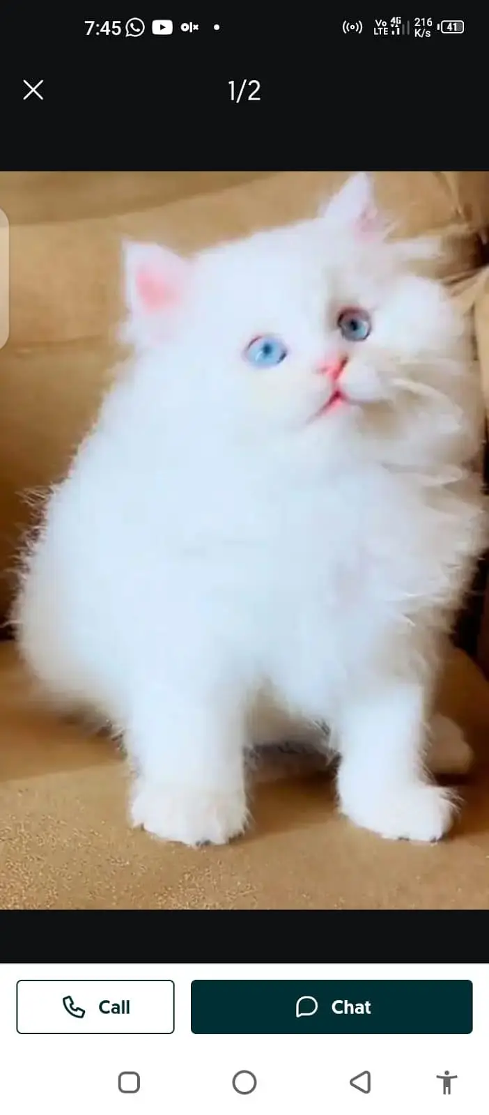 Persian cat for sale male or female my WhatsApp number33=45/3=14=8/9/6 — photo 3