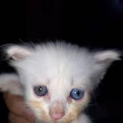 4 kittens available