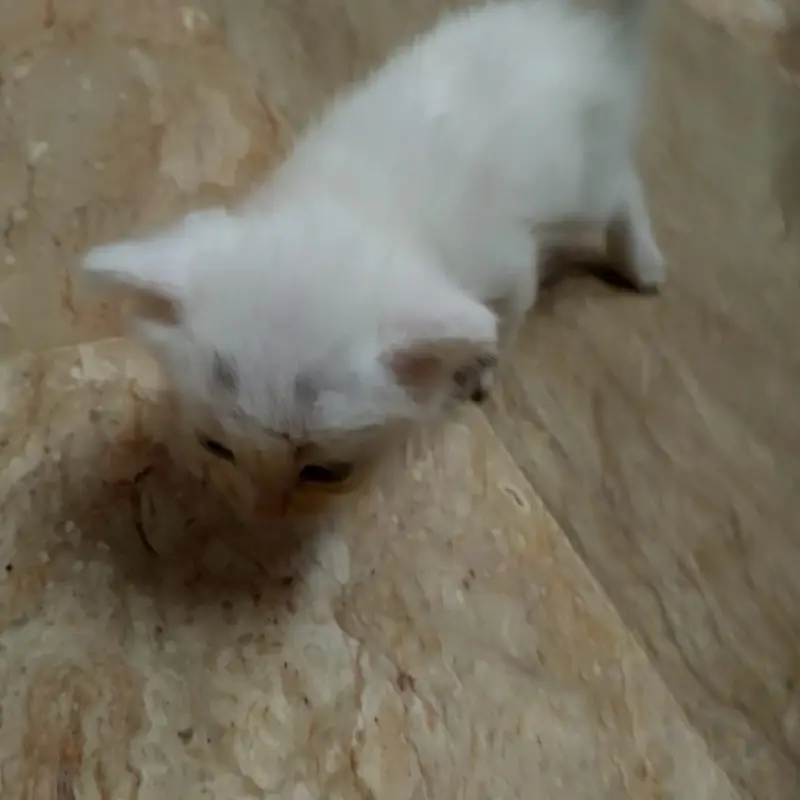4 kittens available — photo 3