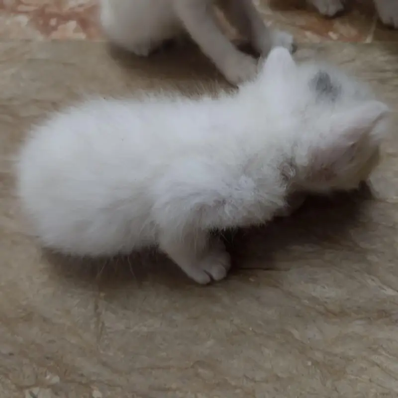 4 kittens available — photo 4