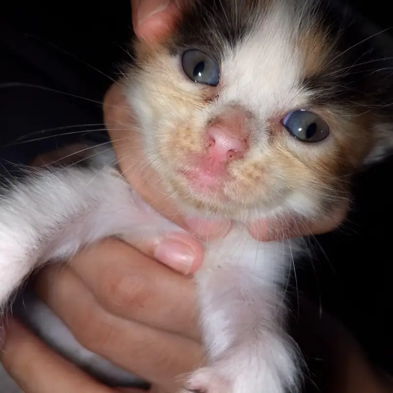 4 kittens available — photo 5