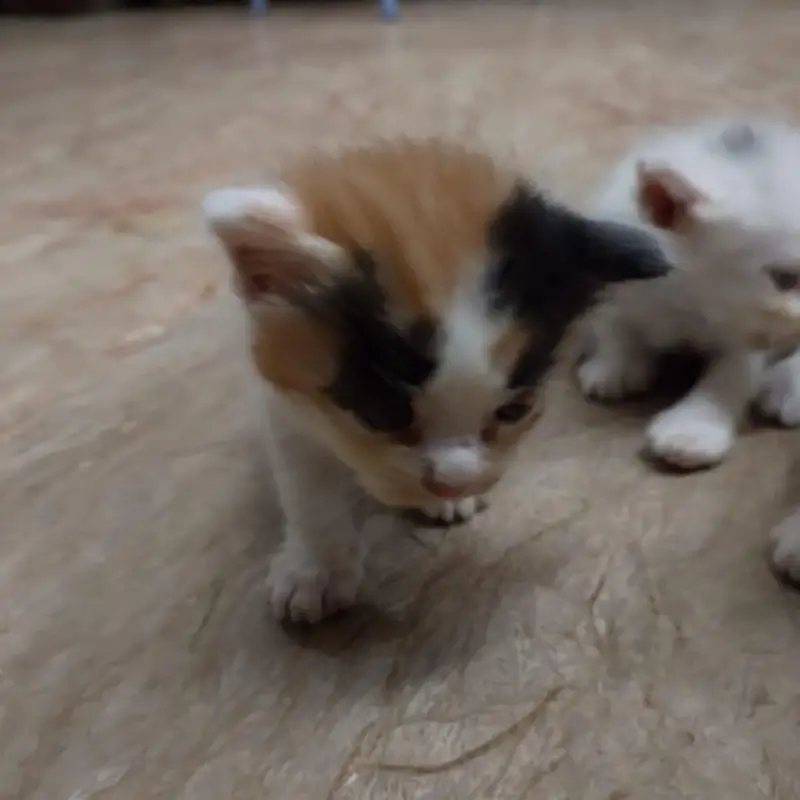 4 kittens available — photo 7