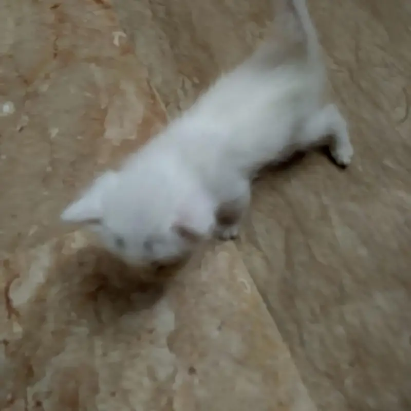 4 kittens available — photo 10