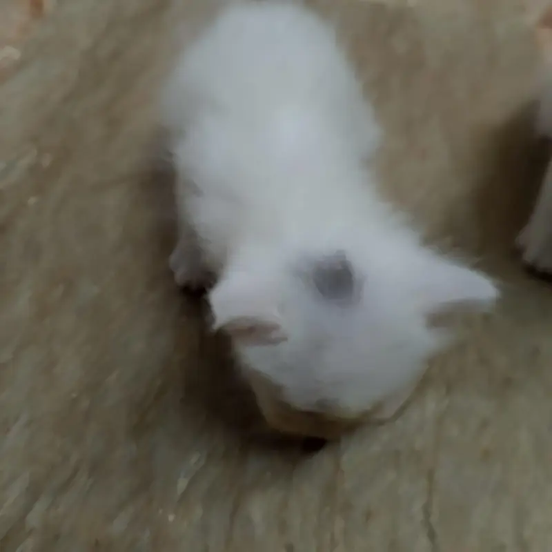 4 kittens available — photo 12