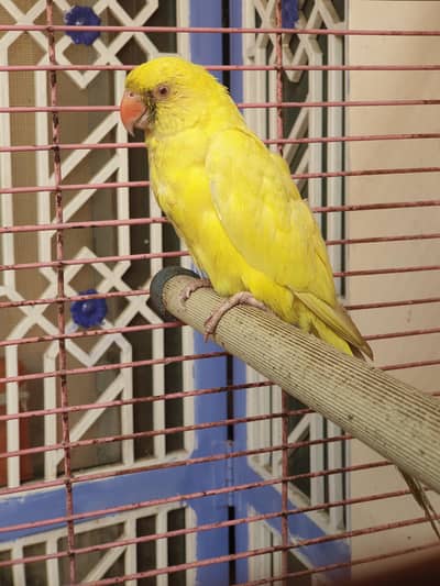 yellow parrot