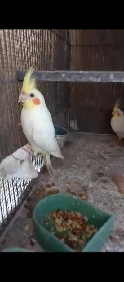 Cocktail Pair