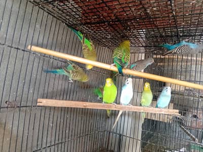 Aseel murga Dasi hens love birds parrot australian
