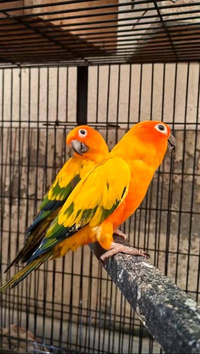 suncounr parrot