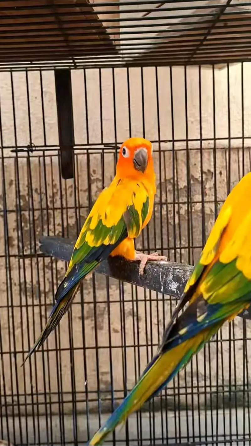 suncounr parrot — photo 2