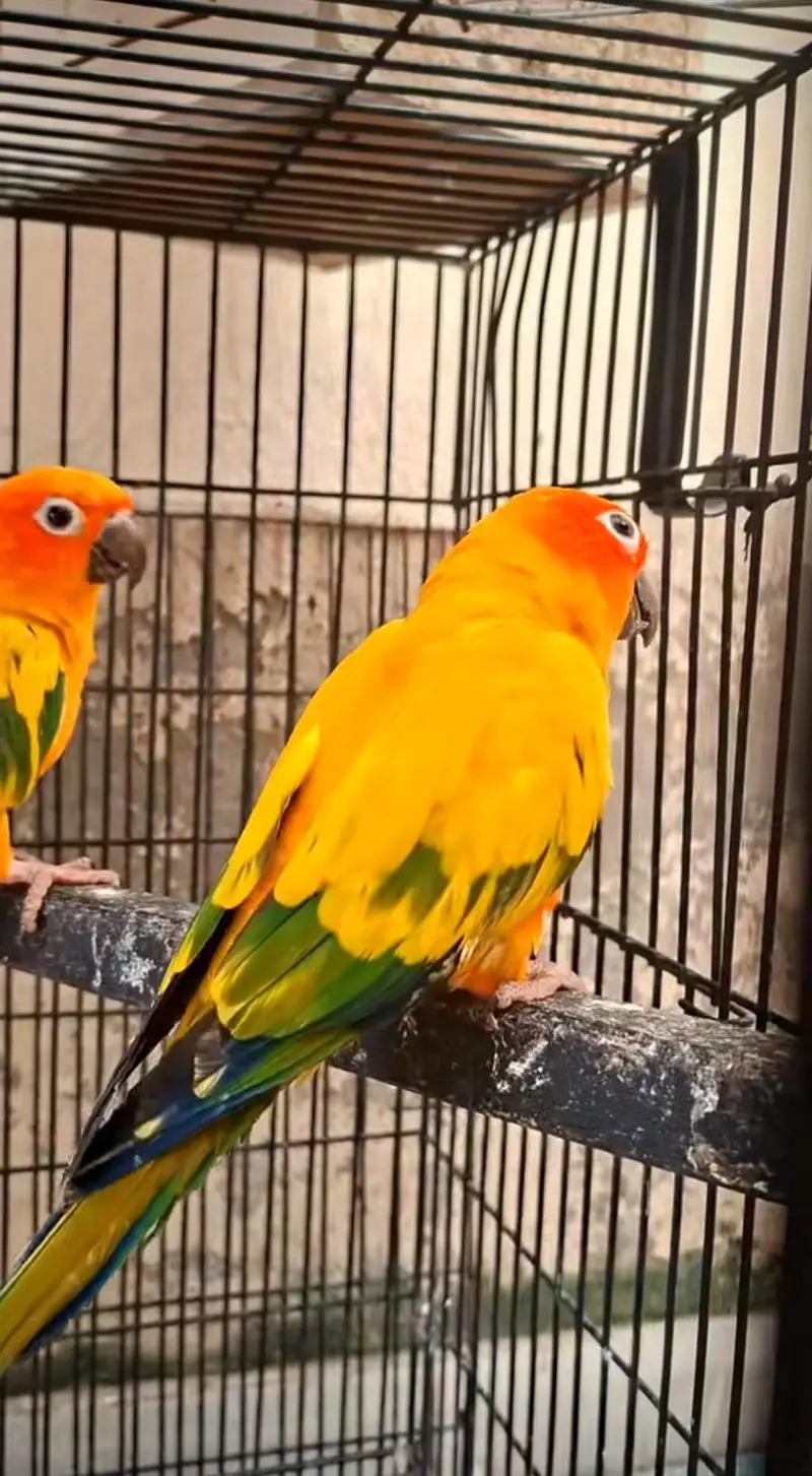 suncounr parrot — photo 3
