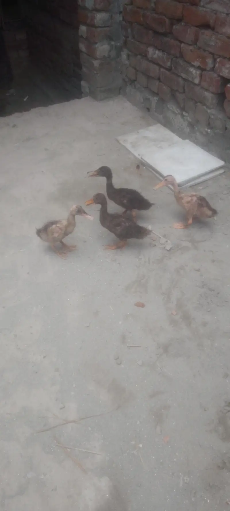 Beautiful Ducks Babies for urgent sale — photo 2