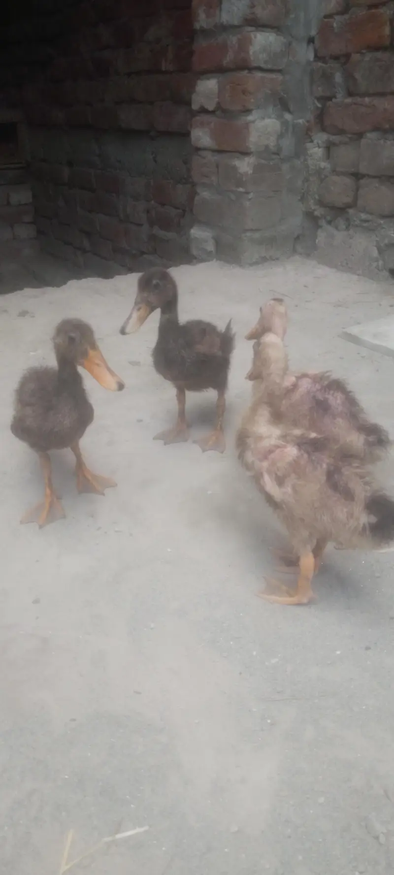 Beautiful Ducks Babies for urgent sale — photo 3