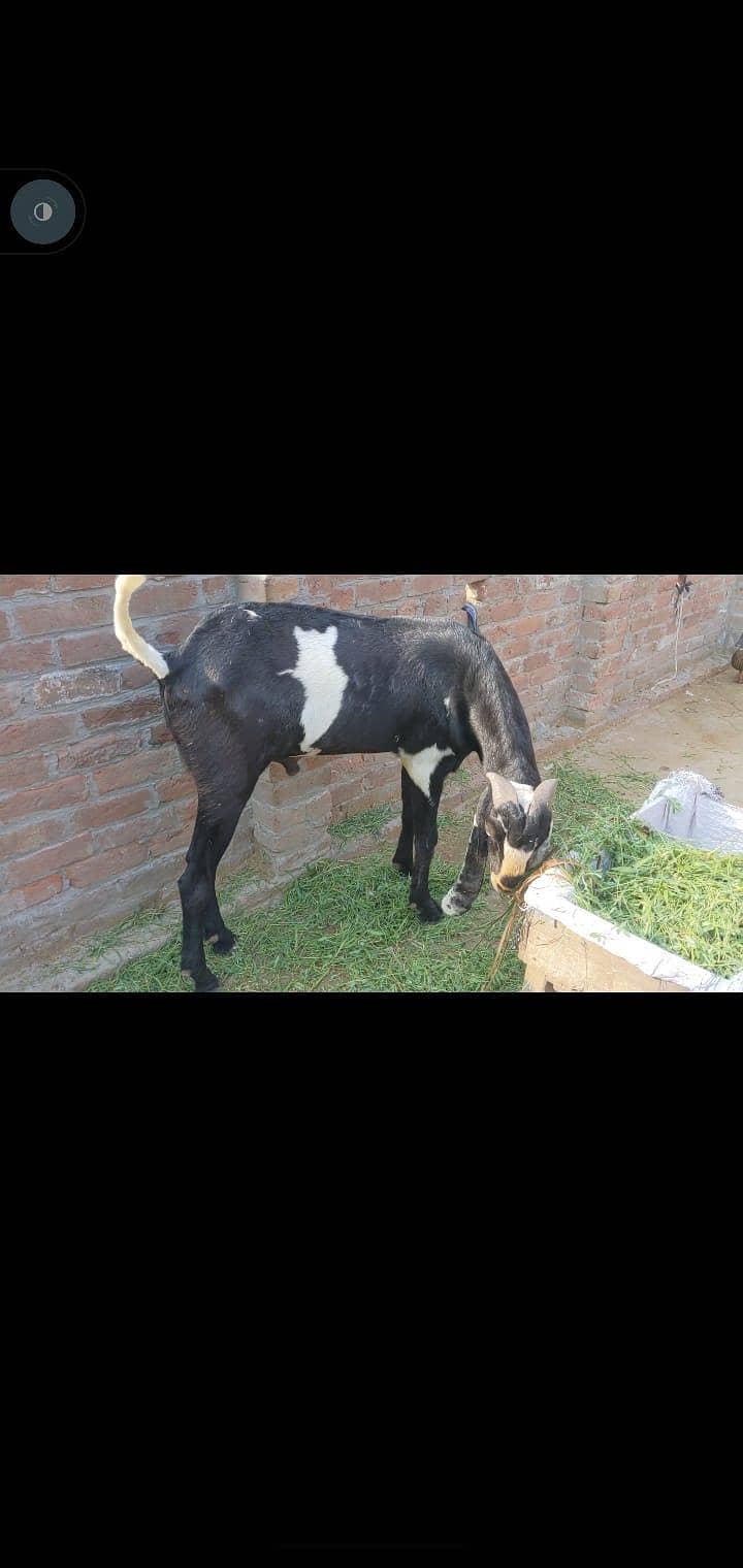 breeder bakra 0