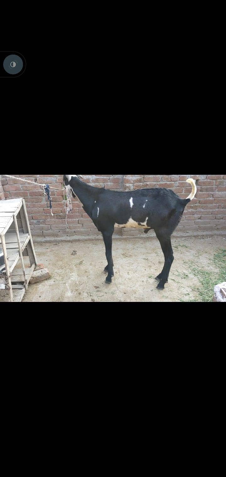 breeder bakra 1