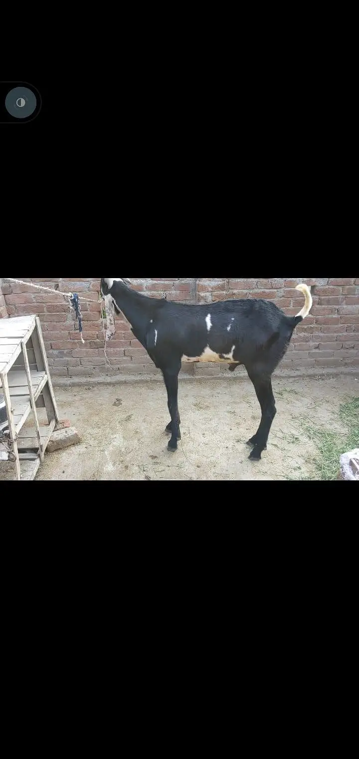 breeder bakra — photo 2