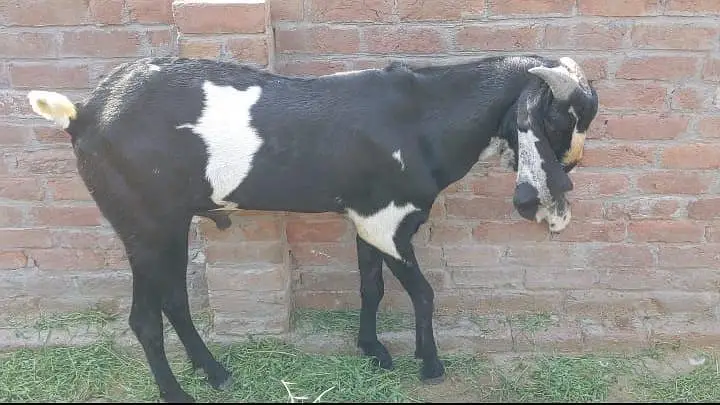breeder bakra — photo 3