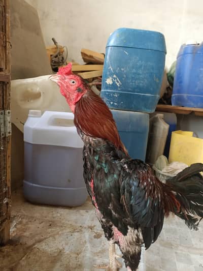 healthy active hens