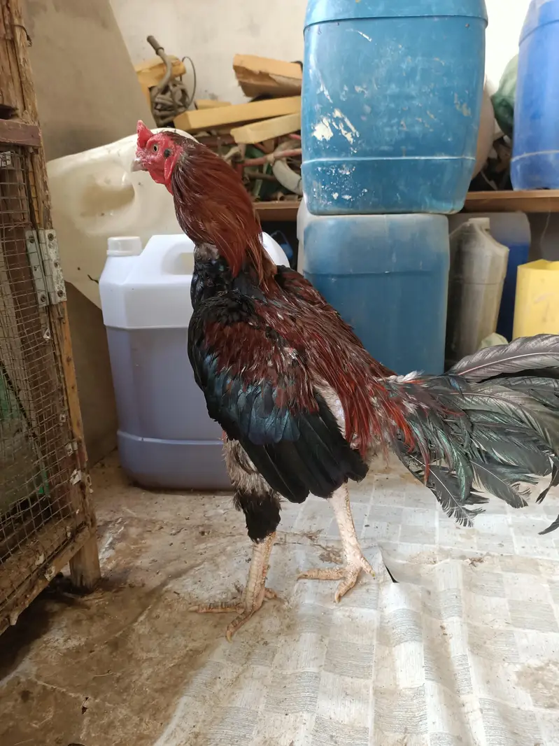 healthy active hens — photo 2