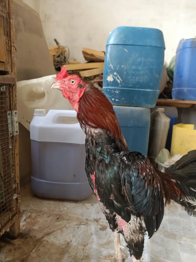 healthy active hens — photo 3