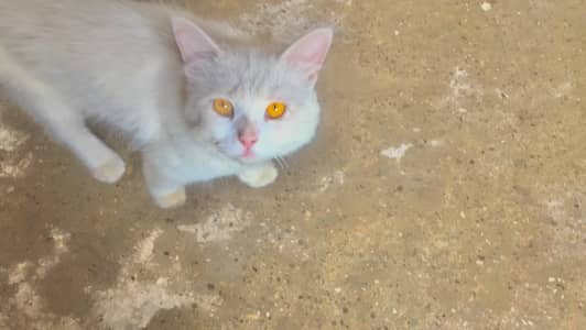high quality pura Persian male cat
