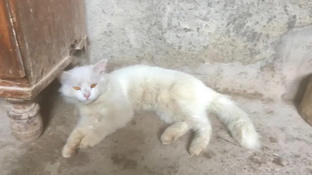 high quality pura Persian male cat — photo 2