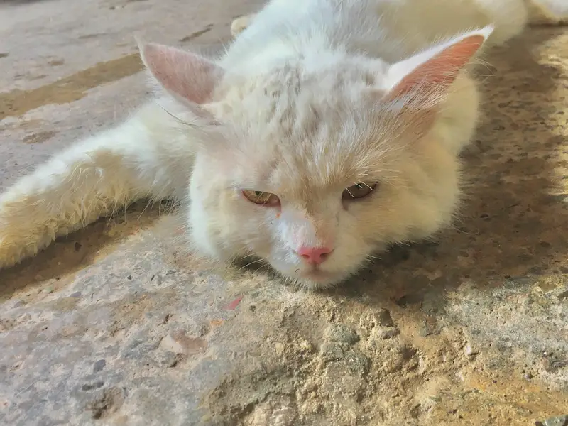 high quality pura Persian male cat — photo 3
