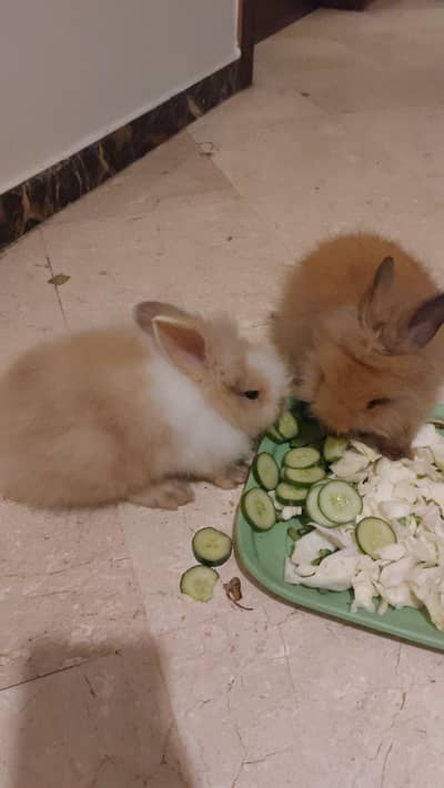 Lion Head Bunnies Pair