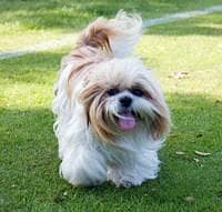 Male Shih Tzu For Sale